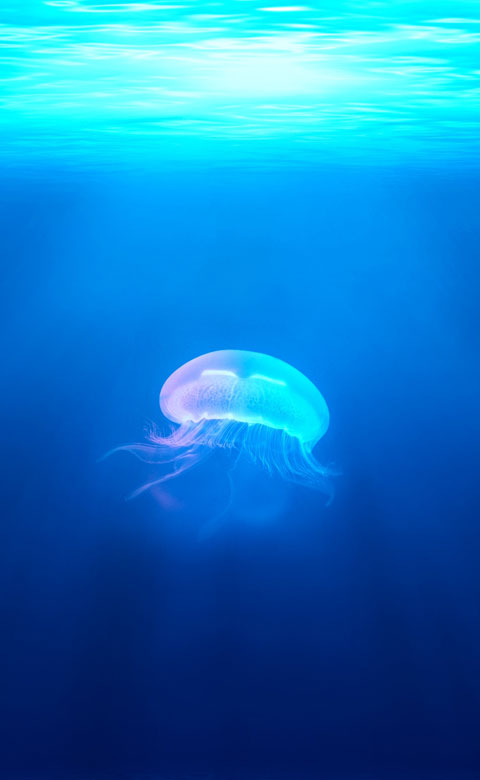 Jelly-fish